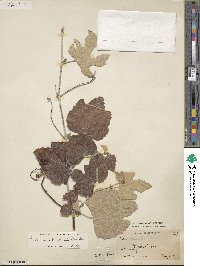 Vitis mustangensis image