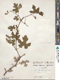 Vitis mustangensis image