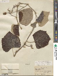 Vitis mustangensis image