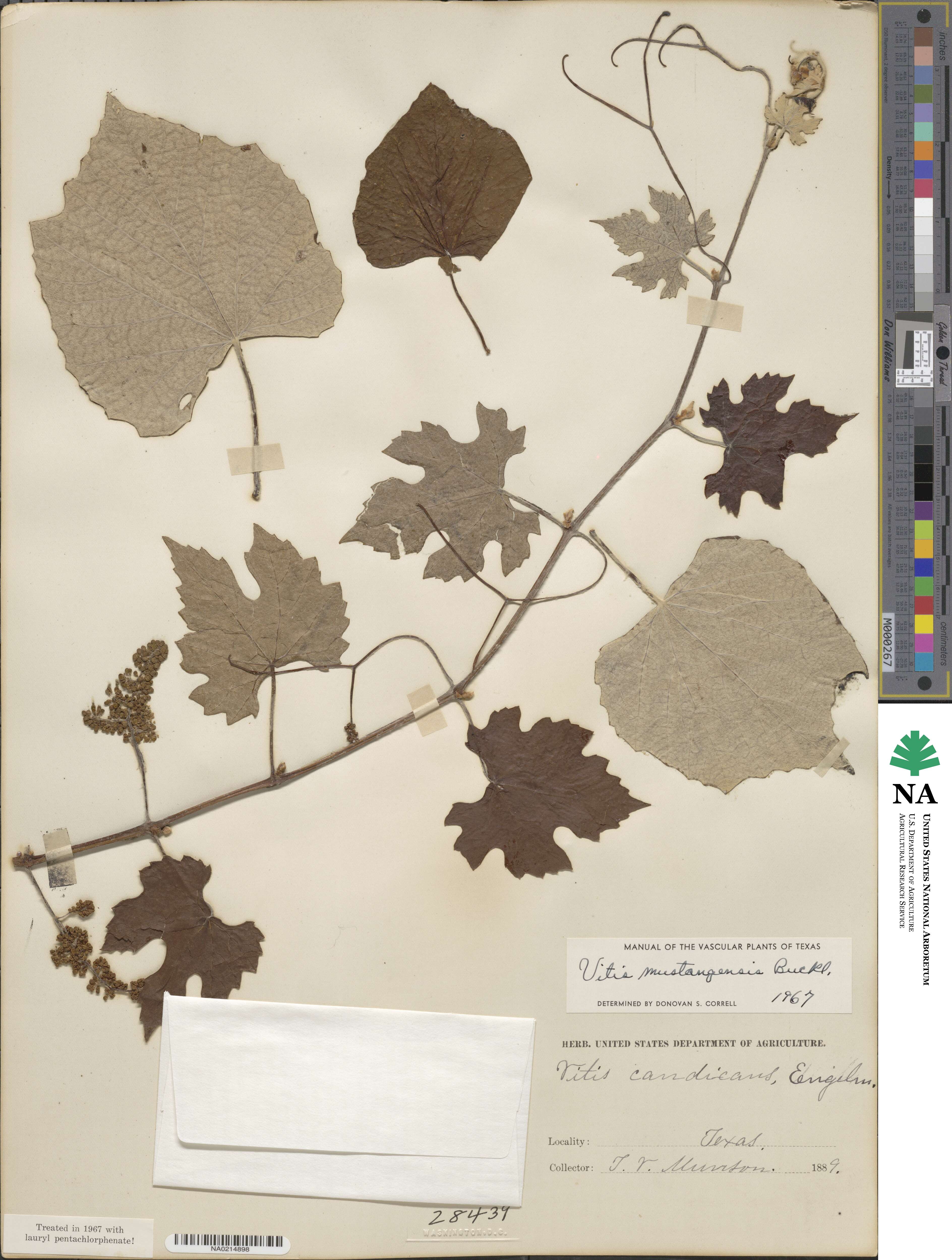 Vitis mustangensis image