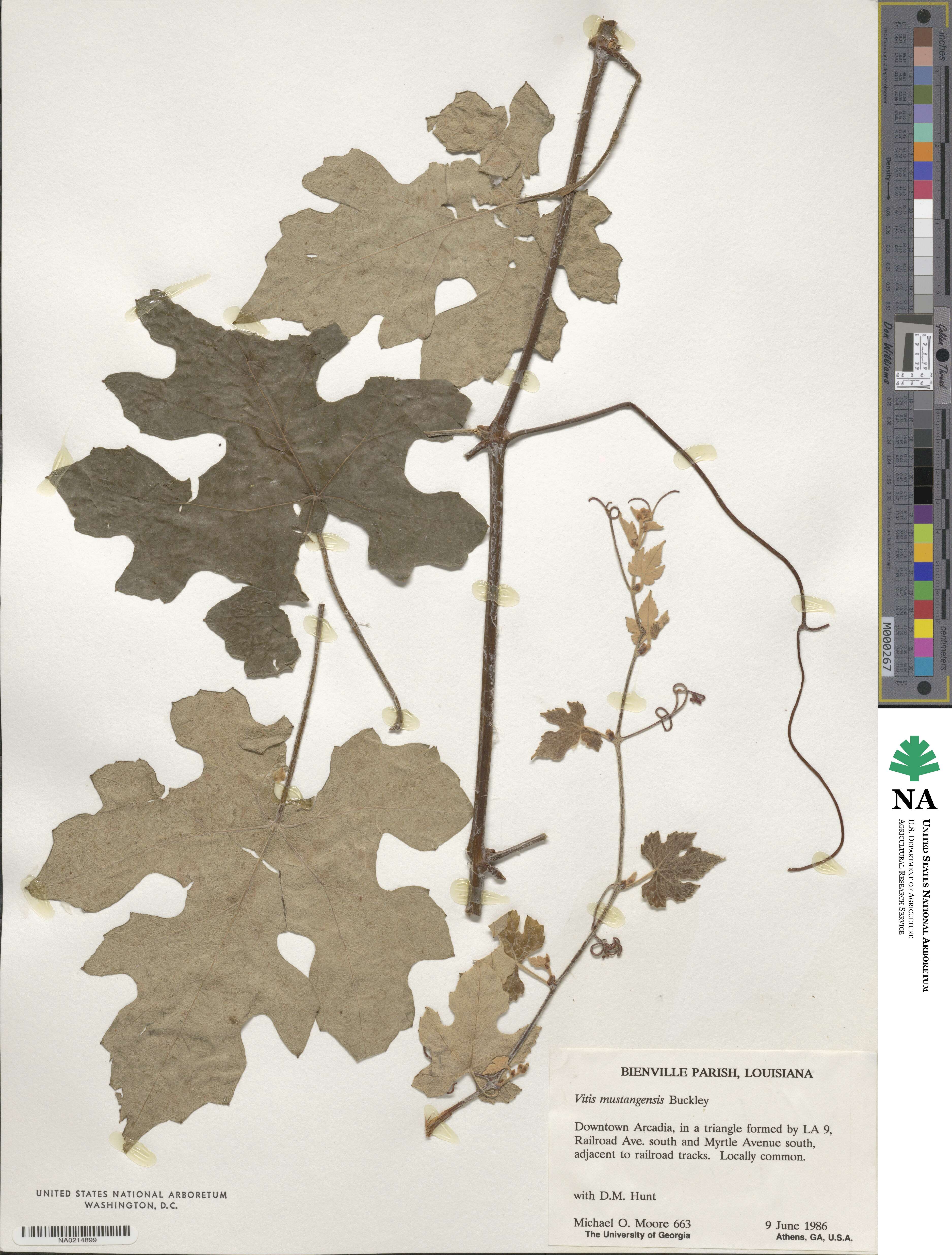 Vitis mustangensis image