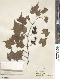 Vitis palmata image