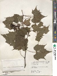 Vitis palmata image