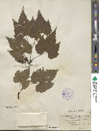 Vitis palmata image