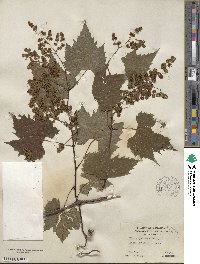 Vitis palmata image