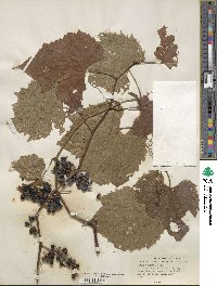 Vitis palmata image