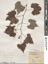 Vitis palmata image