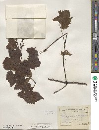 Vitis palmata image