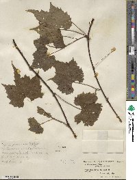 Vitis palmata image