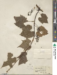 Vitis palmata image