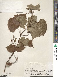 Vitis riparia image