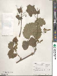 Vitis riparia image