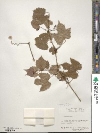 Vitis riparia image