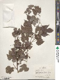 Vitis riparia image