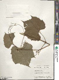 Vitis riparia image