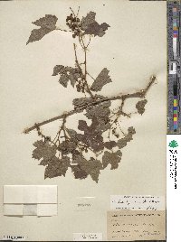 Vitis riparia image