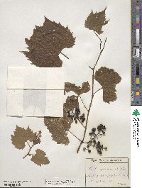 Vitis riparia image