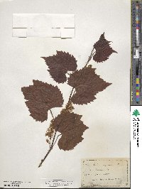 Vitis riparia image