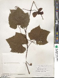 Vitis riparia image