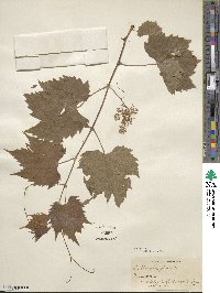 Vitis riparia image