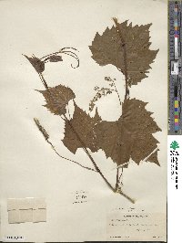 Vitis riparia image