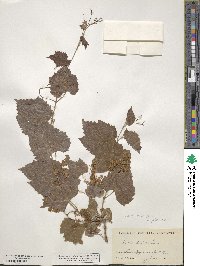 Vitis riparia image