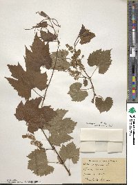 Vitis riparia image