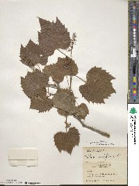 Vitis riparia image