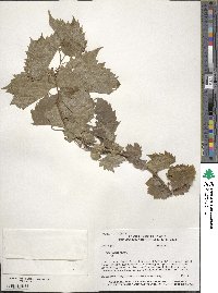 Vitis riparia image