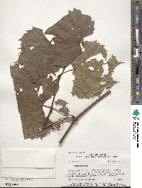 Vitis riparia image