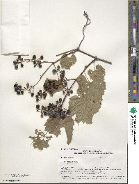 Vitis riparia image