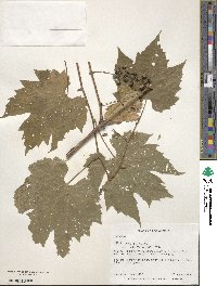 Vitis riparia image