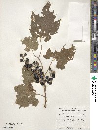 Vitis riparia image