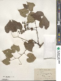 Vitis riparia image