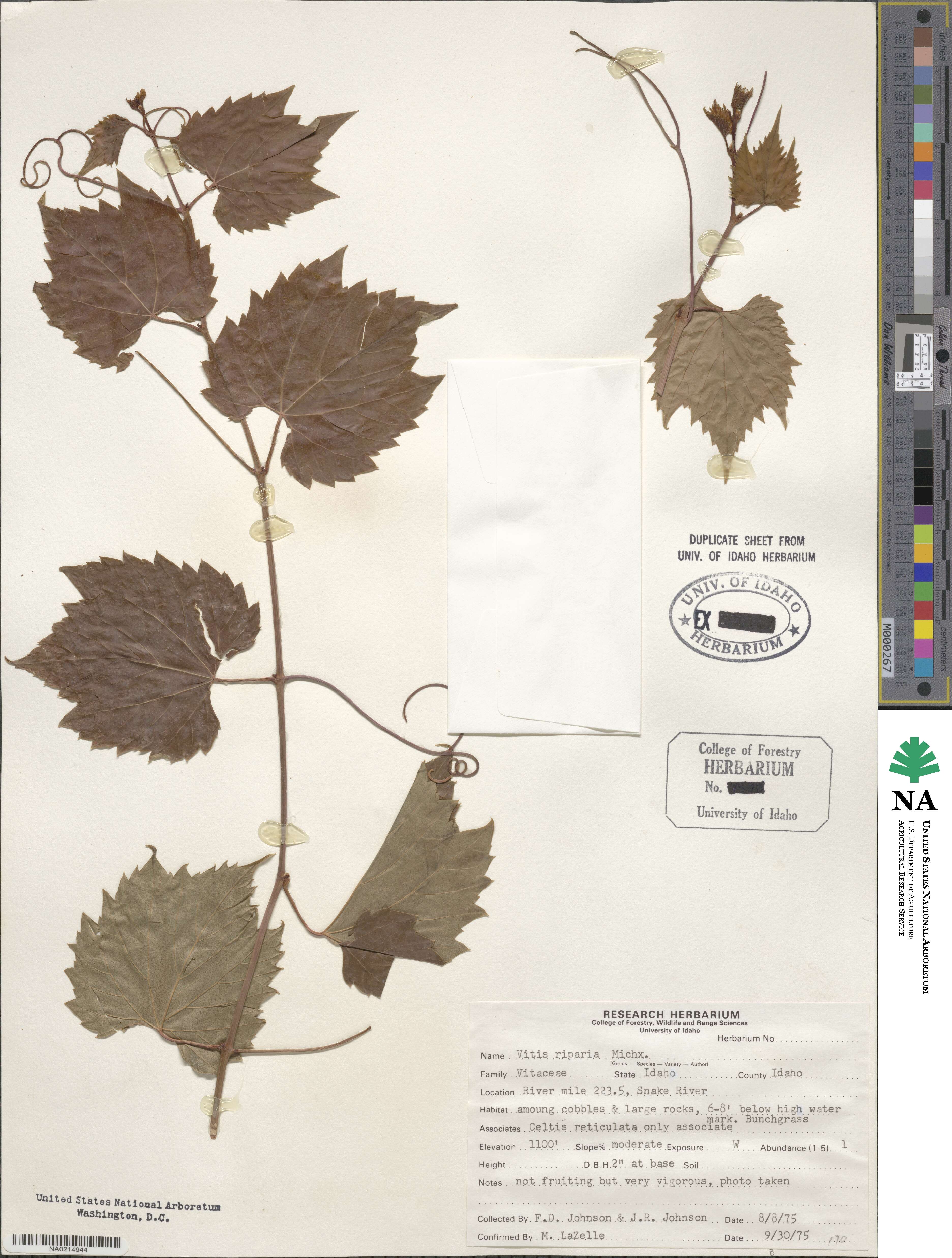 Vitis riparia image