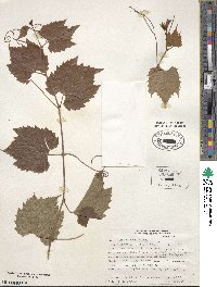 Vitis riparia image