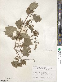 Vitis riparia image