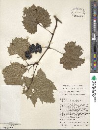 Vitis riparia image