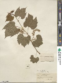 Vitis riparia image