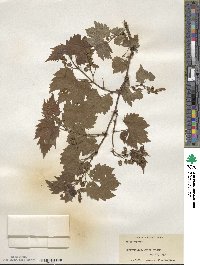 Vitis riparia image