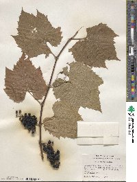 Vitis riparia image