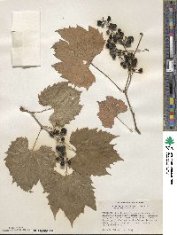 Vitis riparia image