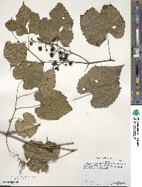 Vitis riparia image