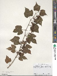 Vitis riparia image