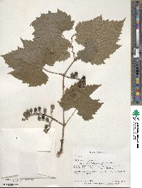 Vitis riparia image