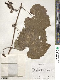 Vitis riparia image