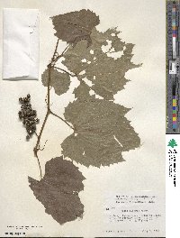 Vitis riparia image