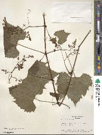 Vitis riparia image