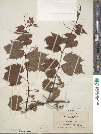 Vitis riparia image