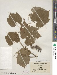 Vitis riparia image